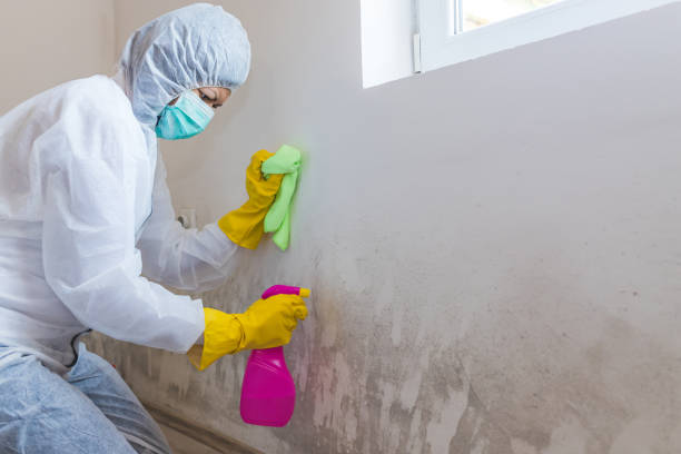 Best Mold Removal for HVAC Installations in Bothell East, WA